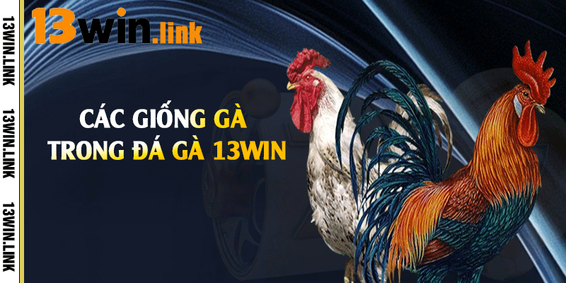 Các giống gà trong đá gà 13win 
